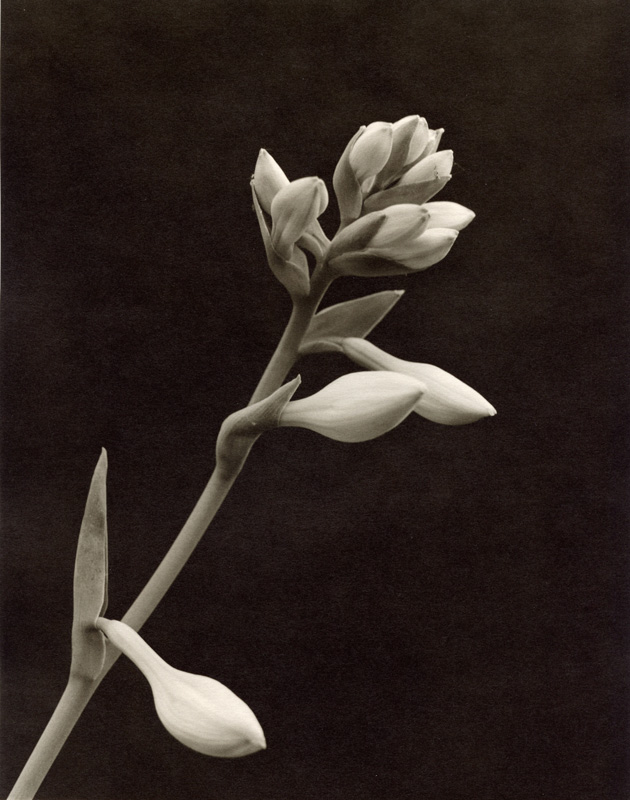 Black and white photo of a Hosta flower